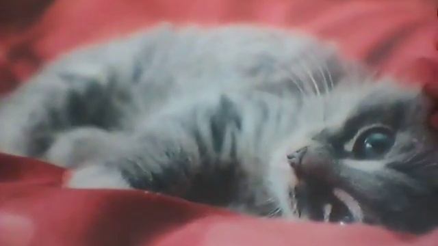 Мастерство и Талант