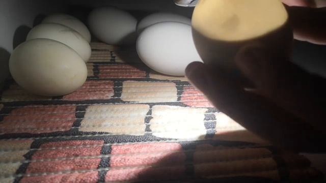 Овоскопирование гусиного яйца на 9 сутки и яйца мускусной утки на 30 сутки инкубации. Что видим? смотреть онлайн