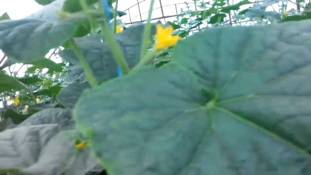 Решаем с сыном какие новыетурецкие огурцы посадить на осень) смотреть онлайн