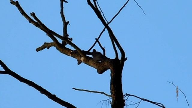 Большой чёрный дятел, или Желна. Black woodpecker. смотреть онлайн