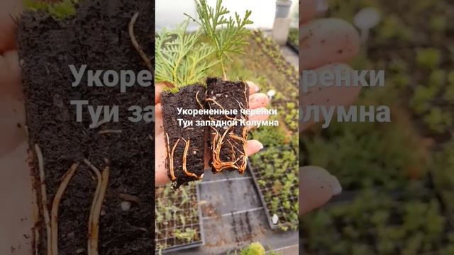 Туя западная Колумна 'Columna' смотреть онлайн