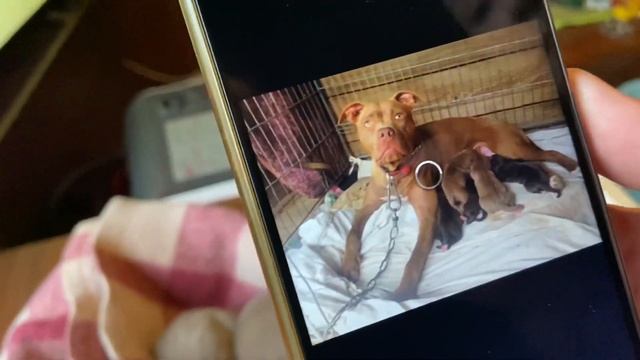 Питбули рр Выбираю щенка. Pit bulls. Choosing a puppy смотреть онлайн