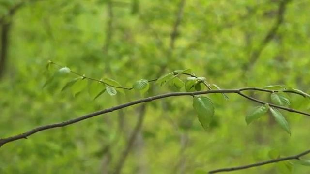 Расслабляющая музыка со звуками природы - музыка леса, музыка для медитации, звуки птиц смотреть онлайн