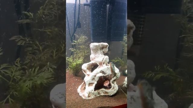 Улитка ? неретина по кличке ⚡ MakQween ? и все,все. Улитки привлекательные и умнички смотреть онлайн