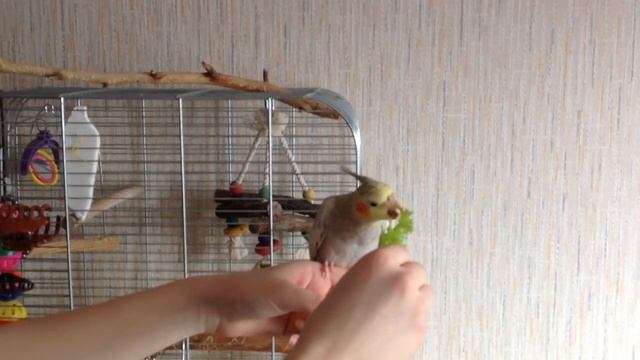 ПРИРУЧЕНИЕ попугаев. Корелла нимфа-птенец 2,5 мес.от роду. Выполняет команду смотреть онлайн