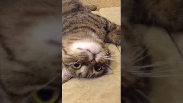 говорящая кошечка в поисках дома Москва ей 1,5 года смотреть онлайн