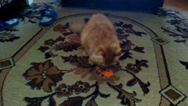 Барсик ест морковь ч. 2 смотреть онлайн