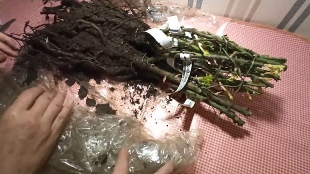 Мишкины Розы! Распаковка посылки с розами, и запаковка её обратно!??? смотреть онлайн