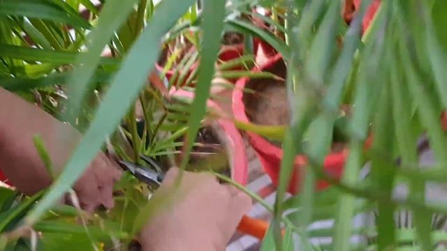 How to Prune Areca Palm || Fun Gardening смотреть онлайн