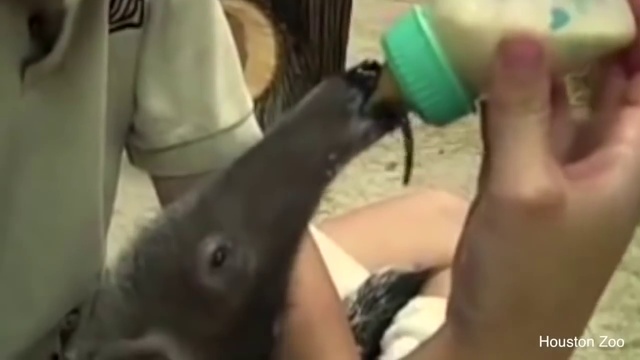 10 крутых фактов о гигантских муравьедах. I Vam Nauka.