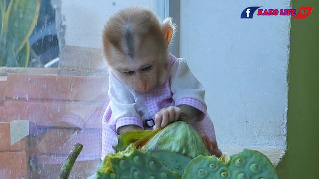 Cute Little Princess Lisa Eating Lotus Seed смотреть онлайн