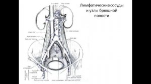 Лимфоотток от органов