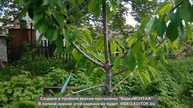 КАК ЦВЕТЁТ САД смотреть онлайн