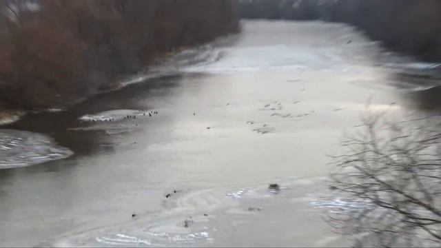 Удивительные дикие утки кряквы предпочитают зимовать в городской черте смотреть онлайн