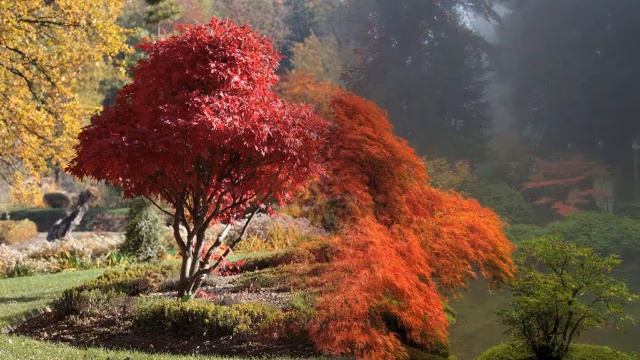 КРАСНЫЙ КЛЕН В ЛАНДШАФТНОМ ДИЗАЙНЕ / ВСЕГДА К МЕСТУ И КРАСИВ / red maple in the garden ? смотреть онлайн