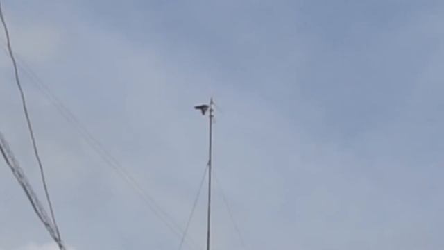 Ворона учит птенца летать. the crow teaches the chick to fly смотреть онлайн