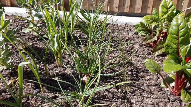 How to Grow Shallots смотреть онлайн