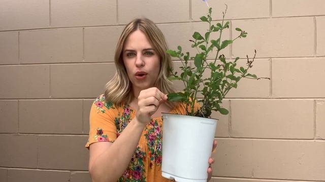 Planting & Caring For Plumbago //// ESG