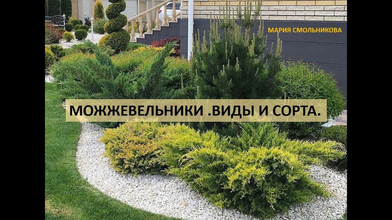 Можжевельники . Виды и сорта . смотреть онлайн
