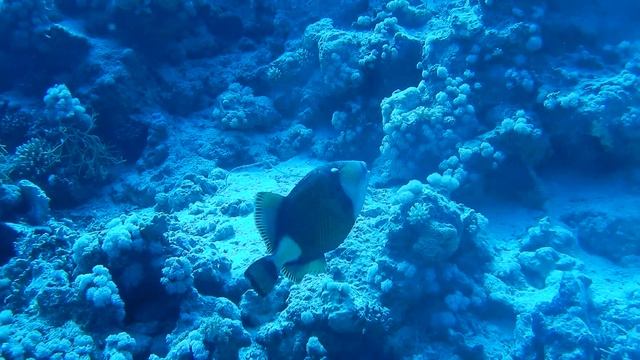 Titan Triggerfish Yolanda bay - Nikon Coolpix W300 смотреть онлайн