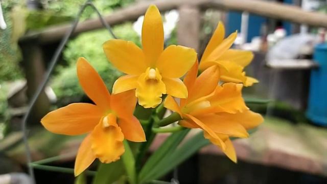 Rth. Young Min Orange 'Golden Satisfaction'