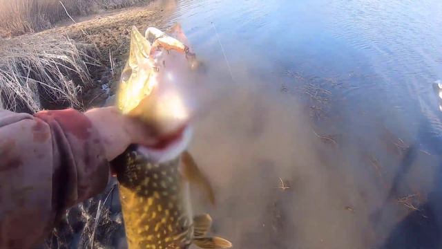 Щука береговая ловля в ноябре. смотреть онлайн