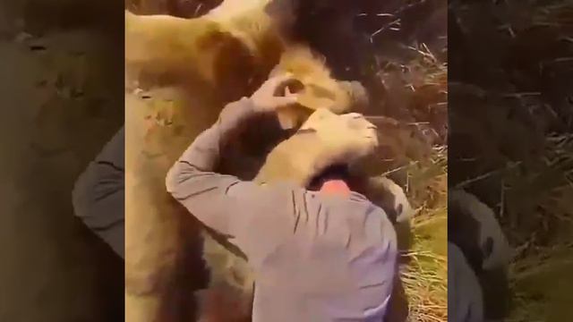 Люди дружат с животными как это мило смотреть онлайн