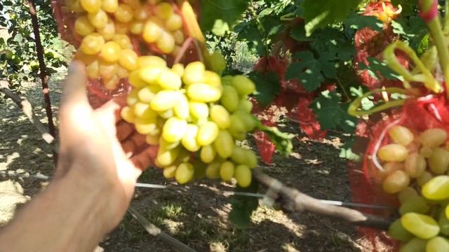 Я в восторге от этого сорта! смотреть онлайн