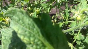 Томат загадка