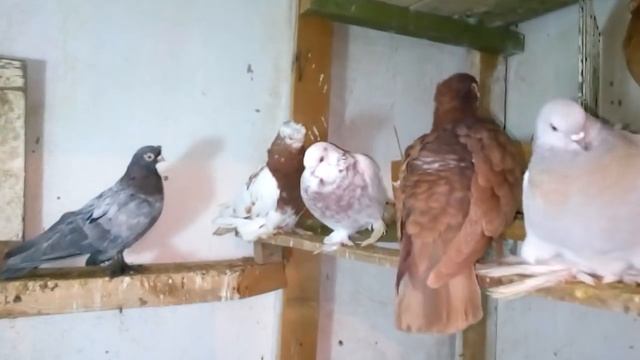 Как быстро определить больного голубя, быстро не ждать 2 месяца. смотреть онлайн