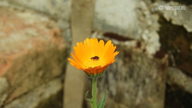 3 пары знаков Зодиака, в которых всегда царит матриархат смотреть онлайн