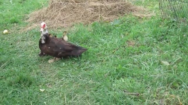 Выращивание мускусных утят. смотреть онлайн