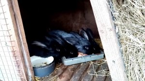 Кролики породы французский баран. Содержание и уход.