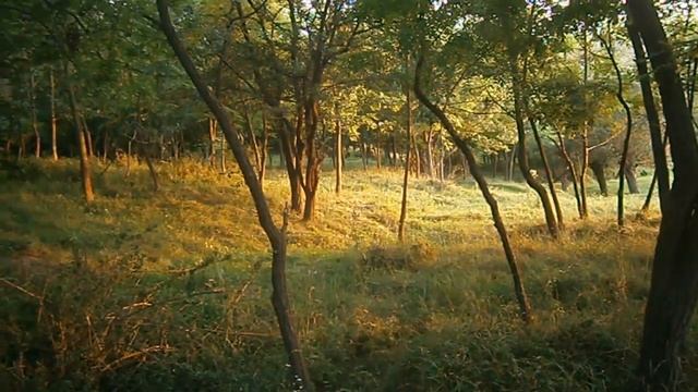 О чем поведал ветеринар... смотреть онлайн