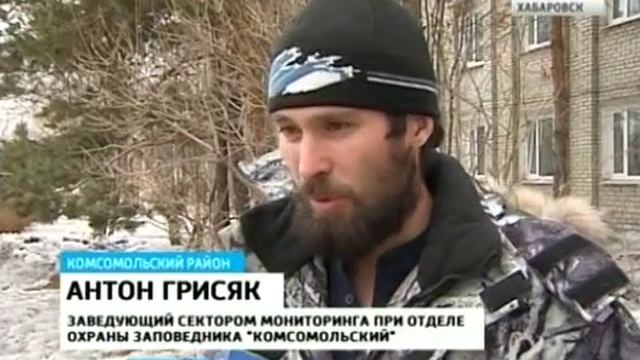 Вести-Хабаровск. Следы тигра в заповеднике "Комсомольский" смотреть онлайн