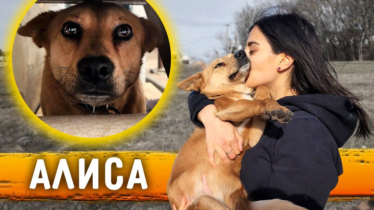 Начинаем Чипизацию собак. Алиса в шоке, но счастлива прогулкам. Рей опыляет Нукера. смотреть онлайн