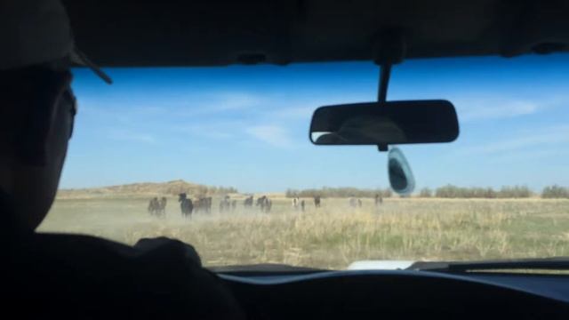 Лошади в Казахстане смотреть онлайн