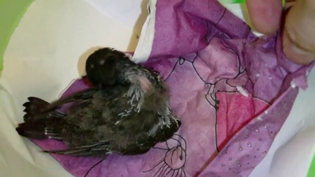 "Пение" моего Стрижа смотреть онлайн