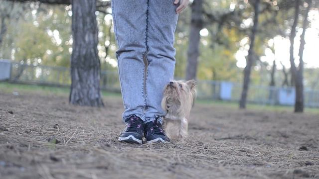 Amazing Dog Tricks by Yorkshire Terrier Fil 6 years смотреть онлайн