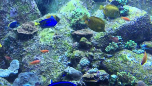 Atlantis Aquaventure Water Park Aquarium In Dubai