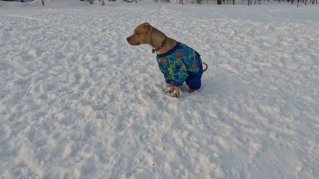 Поход с Питбуль-Лишной и пуллером? смотреть онлайн