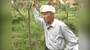 Шелковица в Сибири #urozhainye_gryadki