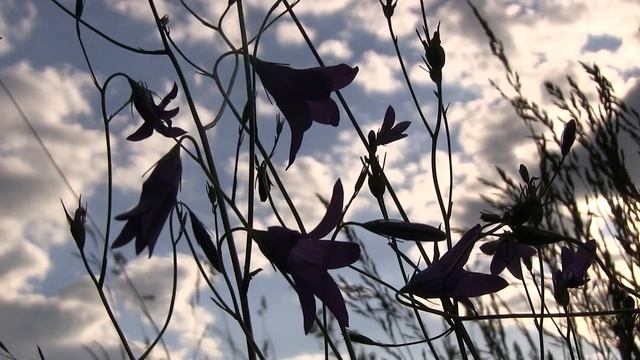 Українська весільна пісня - "Сам Пью, сам гуляю" смотреть онлайн