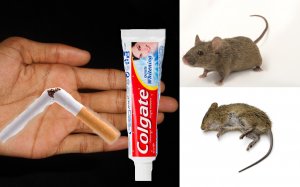 Как избавиться от мышей за III Минуты!.