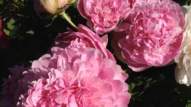 Пион Полонез (Polonez)