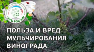 Мульчировании винограда. Мульчировать или не мульчировать виноград.