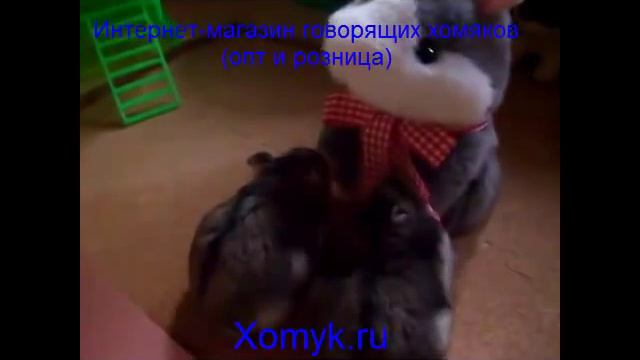 Живые хомяки играют с игрушкой Говорящий хомяк! смотреть онлайн