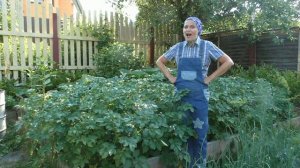 Уход за картошкой в июле