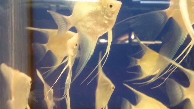 Pterophyllum scalare var.GOLDEN RED HEAD RED EYE PERL ANGEL and BLUE PLATINUM смотреть онлайн