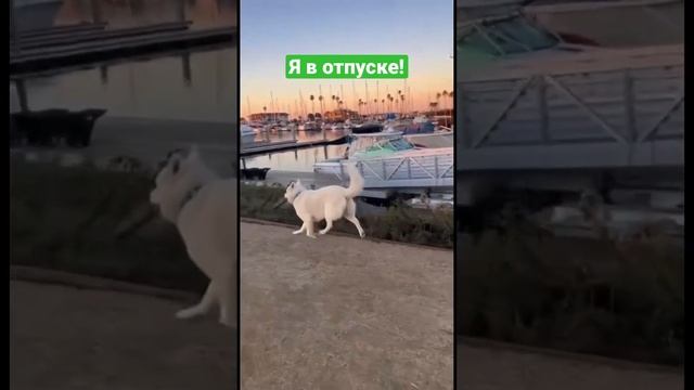 #отпуск #отдых #прикол #собака смотреть онлайн